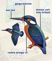 Martin-pêcheur. Dessin d'identification. Cliquer pour agrandir l'image.