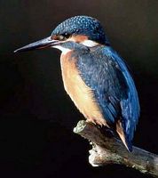 Martin-pêcheur. Cliquer pour agrandir l'image.
