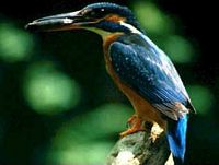 Martin-pêcheur. Femelle. Cliquer pour agrandir l'image.