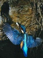 Martin-pêcheur. Cliquer pour agrandir l'image.