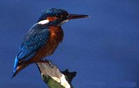 Martin-pêcheur. Cliquer pour agrandir l'image.