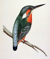 Martin-pêcheur. Dessin. Cliquer pour agrandir l'image.