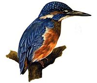 Martin-pêcheur. Dessin. Cliquer pour agrandir l'image.