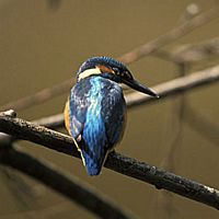 Martin-pêcheur. Cliquer pour agrandir l'image.
