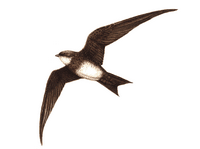 Martinet à ventre blanc. Cliquer pour agrandir l'image.
