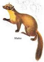 Martre des pins. Dessin. Cliquer pour agrandir l'image.