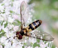 Meliscavea cinctella. Femelle. Cliquer pour agrandir l'image.