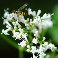 Meliscavea cinctellus. Chanat. Cliquer pour agrandir l'image.