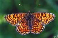 Mélitée des centaurées. Photographié en juin dans les Monts du Livradois à 600 m d'altitude. Cliquer pour agrandir l'image.
