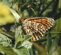 Mélitée des centaurées. Cliquer pour agrandir l'image.