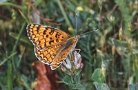 Mélitée des centaurées. Cliquer pour agrandir l'image.