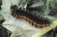 Mélitée des centaurées. Chenille. Cliquer pour agrandir l'image.