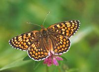 Mélitée des centaurées. Cliquer pour agrandir l'image.