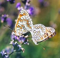 Mélitée des centaurées. Accouplement. Cliquer pour agrandir l'image.