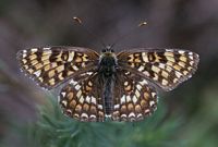 Mélitée des centaurées. Mâle. Cliquer pour agrandir l'image.