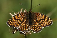Mélitée des centaurées. Femelle. Cliquer pour agrandir l'image.