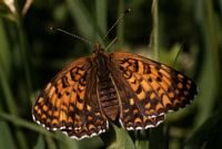 Mélitée des centaurées. Femelle. Cliquer pour agrandir l'image.