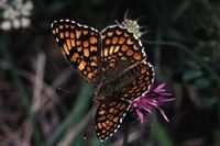 Mélitée des centaurées. Cliquer pour agrandir l'image.