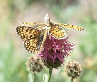 Mélitée des centaurées. Mâle et femelle non consentante. Cliquer pour agrandir l'image.