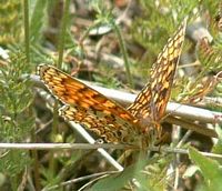 Mélitée des centaurées. Cliquer pour agrandir l'image.