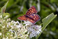 Mélitée des centaurées. Cliquer pour agrandir l'image.