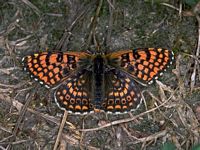 Mélitée des centaurées. Cliquer pour agrandir l'image.