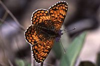Mélitée des centaurées. Cliquer pour agrandir l'image.
