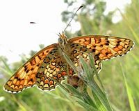 Mélitée des centaurées. Femelle. Cliquer pour agrandir l'image.