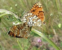 Mélitée des centaurées. Accouplement. Cliquer pour agrandir l'image.