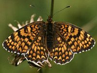 Mélitée des centaurées. Cliquer pour agrandir l'image.