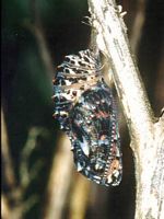Mélitée des centaurées. Chrysalide. Cliquer pour agrandir l'image.