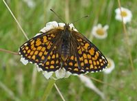 Mélitée des mélampyres. Cliquer pour agrandir l'image.