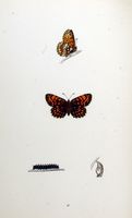 Mélitée des mélampyres. Planche d'identification Morris. Cliquer pour agrandir l'image.