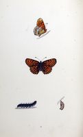 Mélitée du plantain. Planche d'identification Morris. Cliquer pour agrandir l'image.