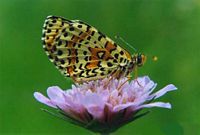 Mélitée orangée. Cliquer pour agrandir l'image.