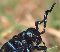 Meloe violacé. Cliquer pour agrandir l'image.