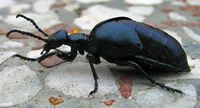 Meloe violacé. Secretion. Cliquer pour agrandir l'image.