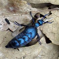 Meloe violacé. Cliquer pour agrandir l'image.
