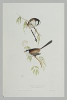 Mésange à longue queue. Gravure Gould. Cliquer pour agrandir l'image.