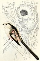 Mésange à longue queue. Dessin. Cliquer pour agrandir l'image.