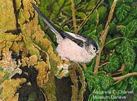 Mésange à longue queue. Aquarelle. Cliquer pour agrandir l'image.