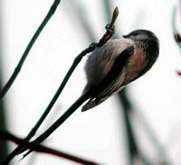 Mésange à longue queue. Cliquer pour agrandir l'image.