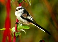 Mésange à longue queue. Cliquer pour agrandir l'image.