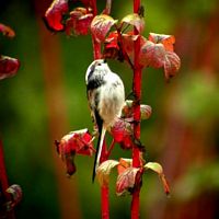 Mésange à longue queue. Cliquer pour agrandir l'image.
