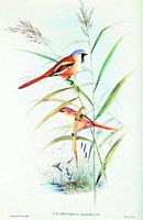 Mésange à moustache. Aquarelle. Cliquer pour agrandir l'image.