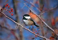 Mésange à tête noire. Cliquer pour agrandir l'image.