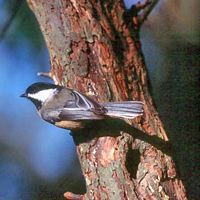 Mésange à tête noire. Cliquer pour agrandir l'image.