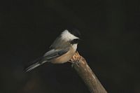 Mésange à tête noire. Cliquer pour agrandir l'image.