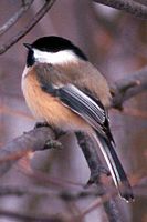 Mésange à tête noire. Cliquer pour agrandir l'image.