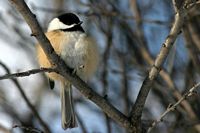 Mésange à tête noire. Cliquer pour agrandir l'image.